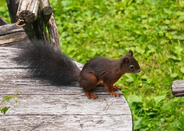 Homestay Schwedenhaus